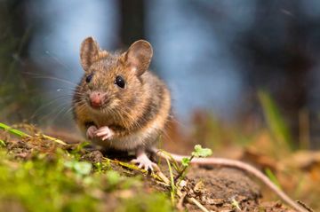 Veldmuis in bos