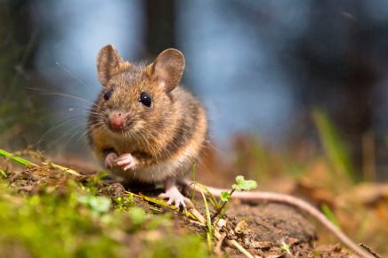 Veldmuis in bos