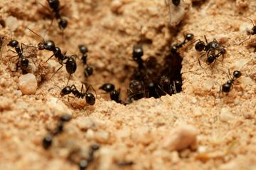Zwarte mieren kruipend uit hol